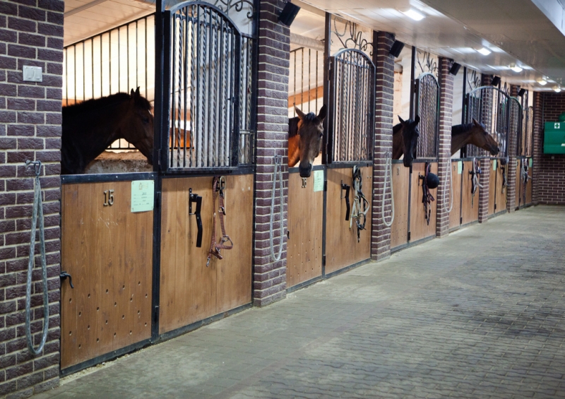 Horse Stable Tour In Dubai Polo Equestrian Club Trip Memphis Tours
